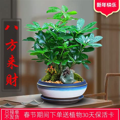 招财植物